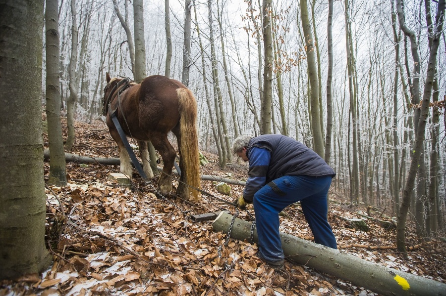 Opatrnosť: Ak by koník