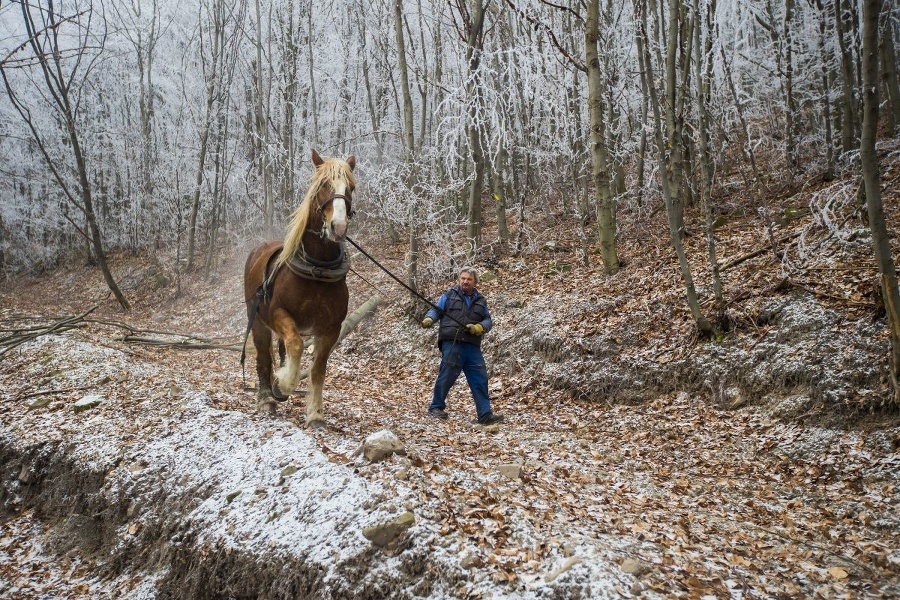 Kráska: Bora okrem zarezávania