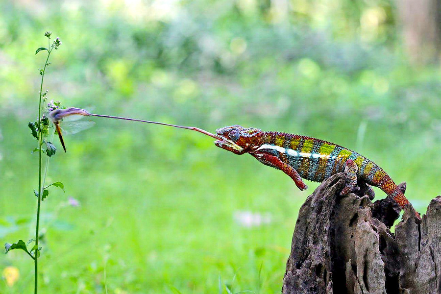 Chameleónovi stačilo pre ulovenie