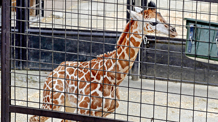 Bratislavská zoologická záhrada sa