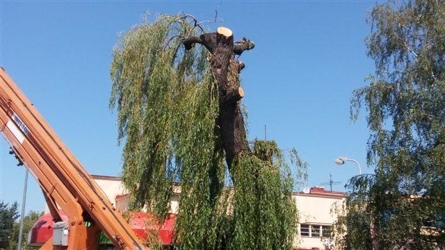 Vŕbu napadla hniloba.