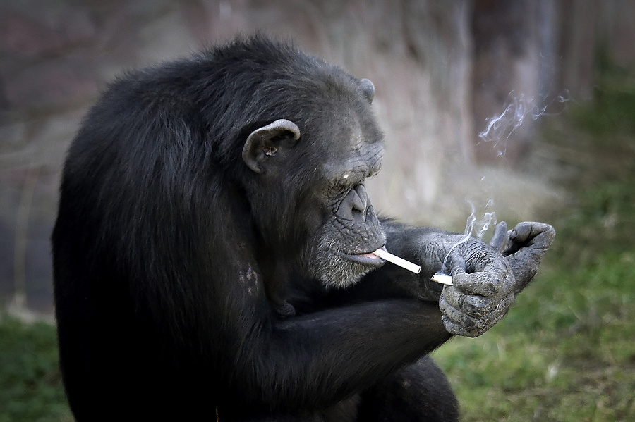 Samička šimpanza uprednostňuje tabak