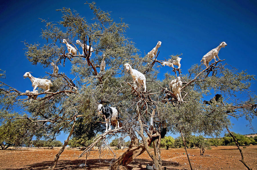 Kozy nahradili stromu arganovníka
