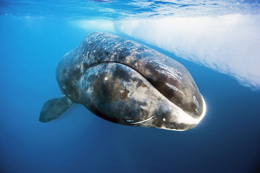 Veľryba grónska.