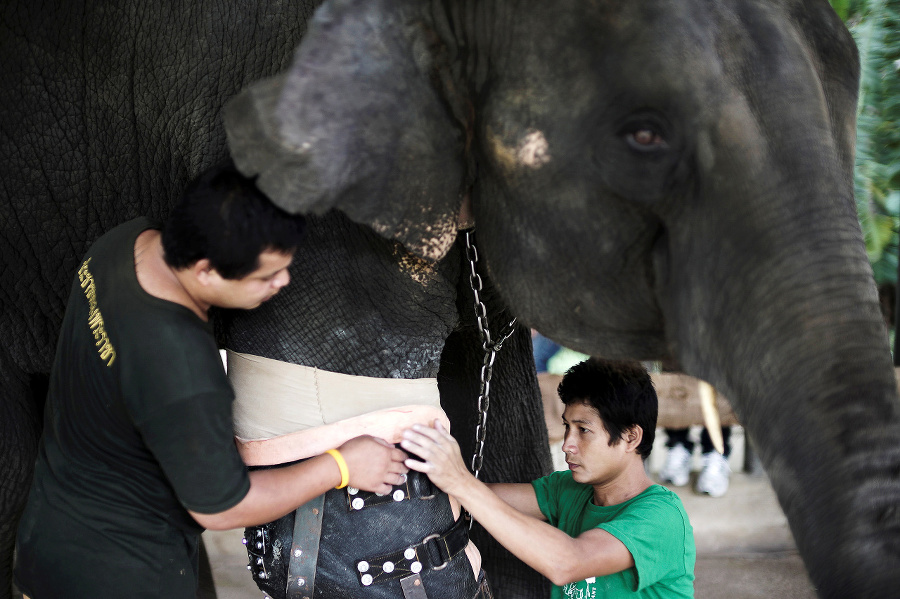 Mužrobí protézy slonom, ktorým