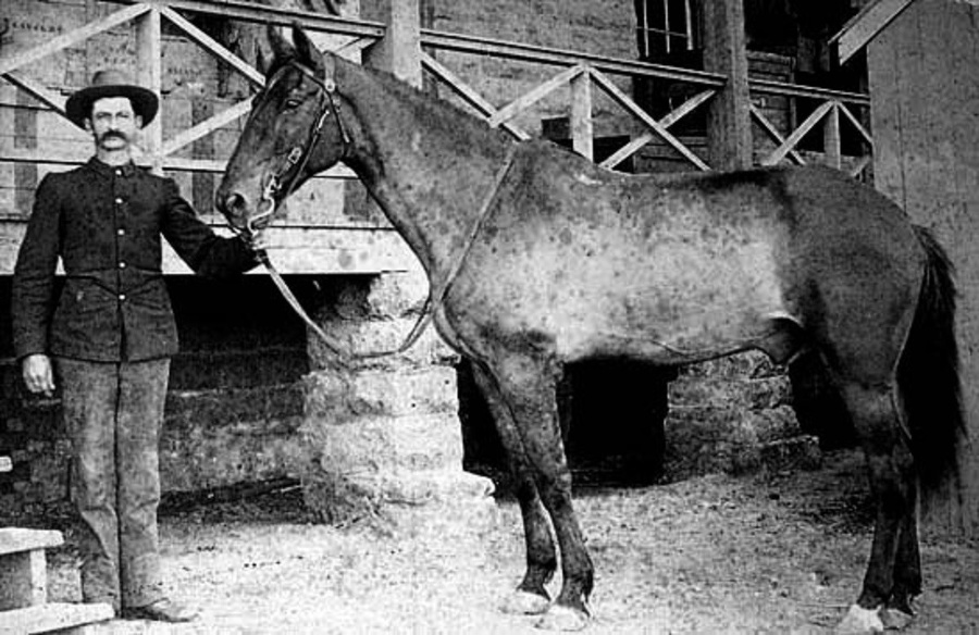Kôň Komanč