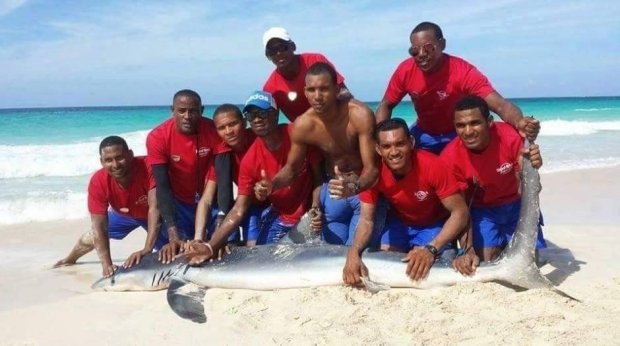 Skupinka turistov zabila žraloka