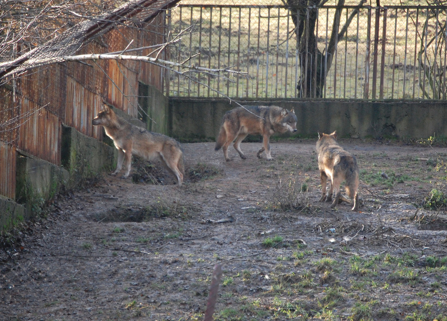 V košickej zoo sú