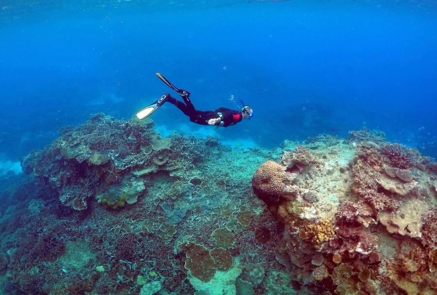 Veľká koralová bariéra v
