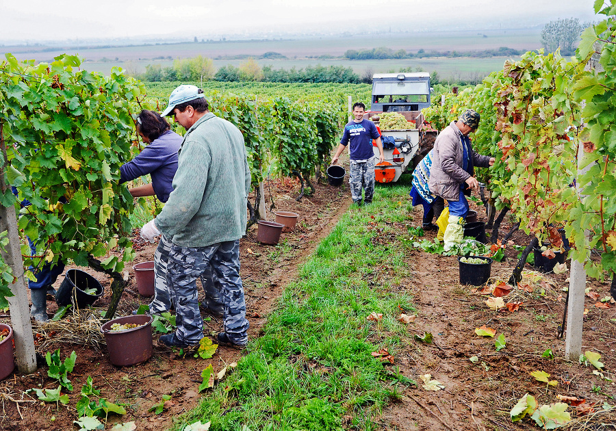 Zberači hrozna v tokajských