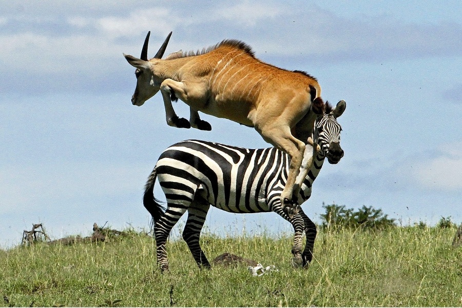 Antilope k prvotriedemu skoku