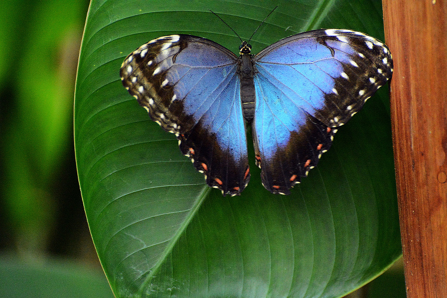 Morpho peleides.