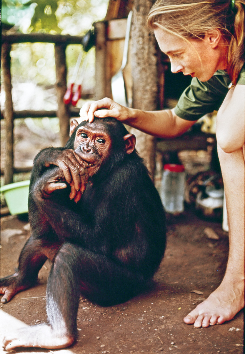 Jane Goodall pred 40