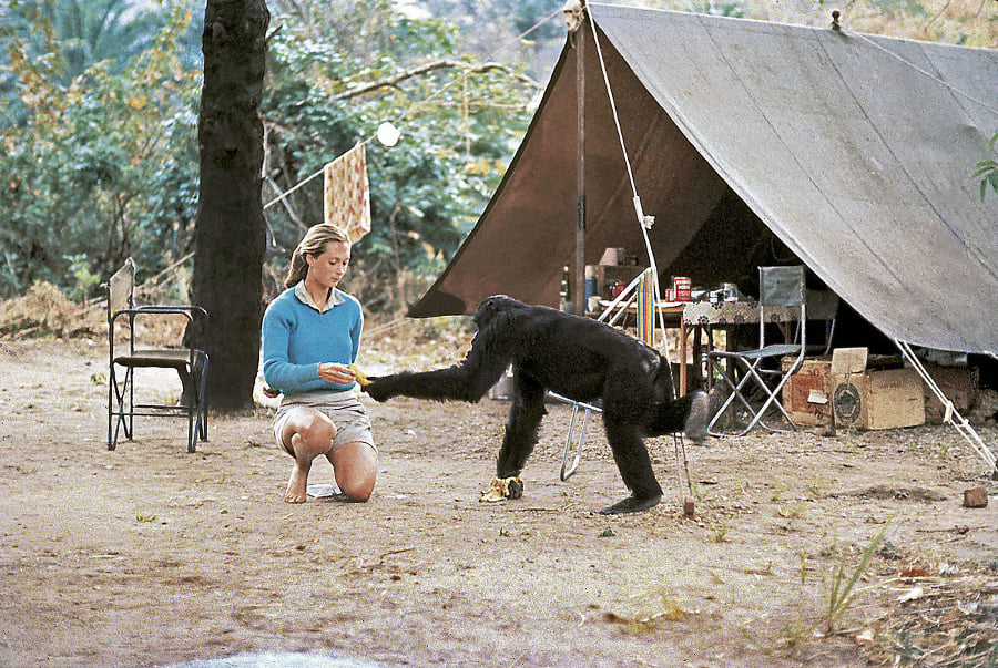 Jane Goodall v akcii: