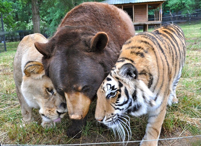 Trio sa dokonca delí