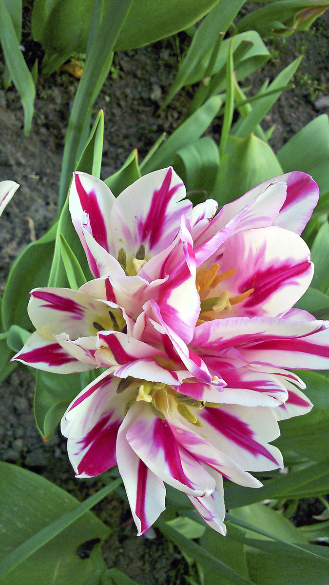 Na jednej stonke tulipánu