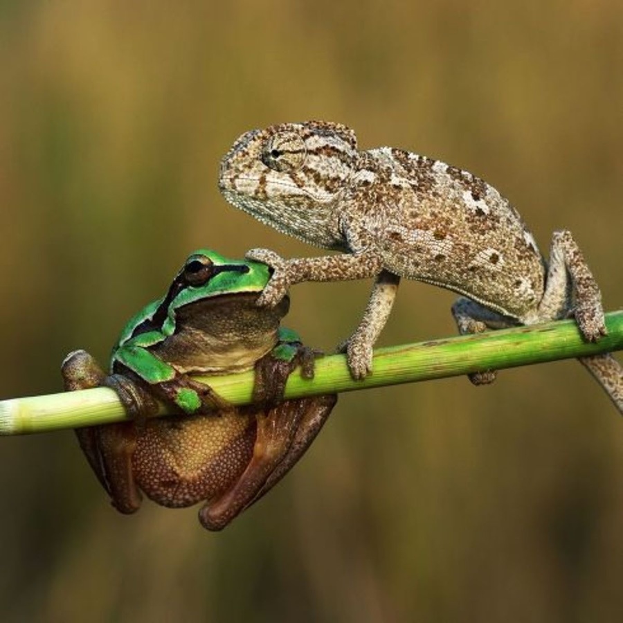 Chameleón si povedal 