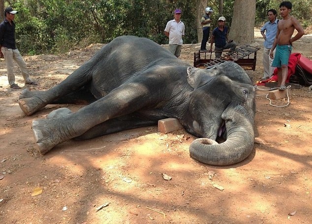Slonica zomrela od vyčerpania.