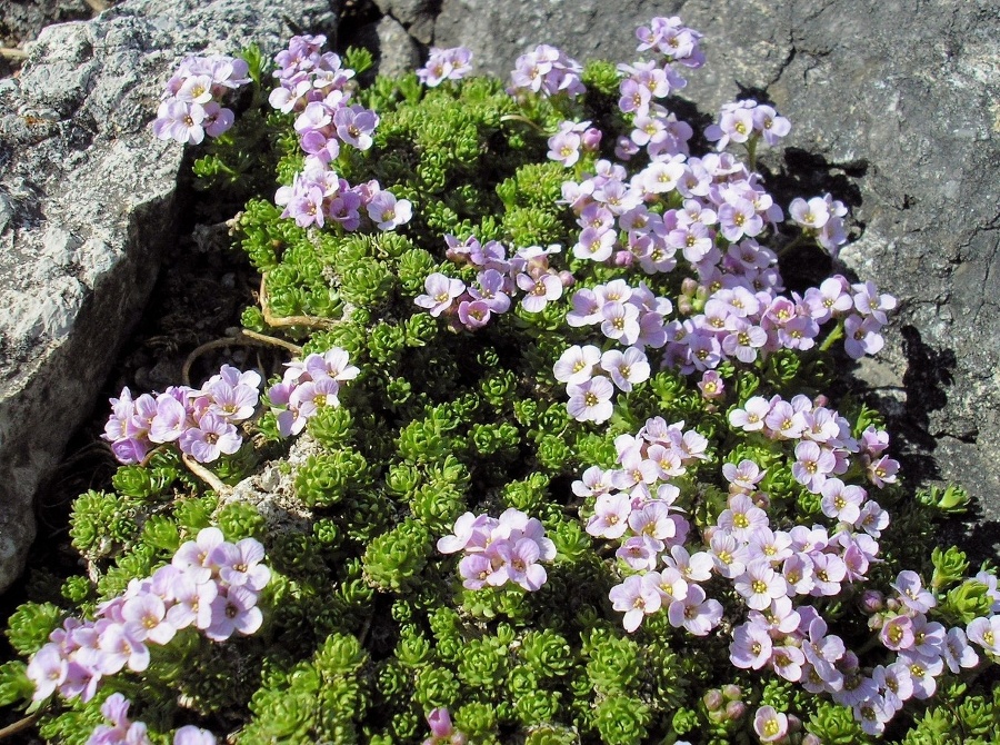 Skalokráska pyrenejská.