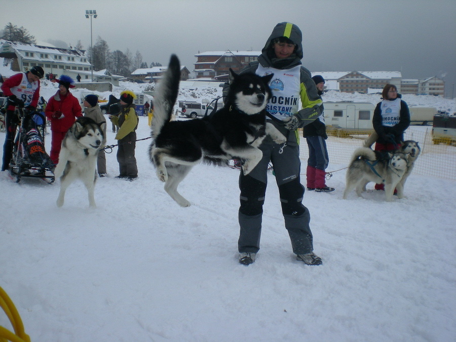 Tento husky by mohol