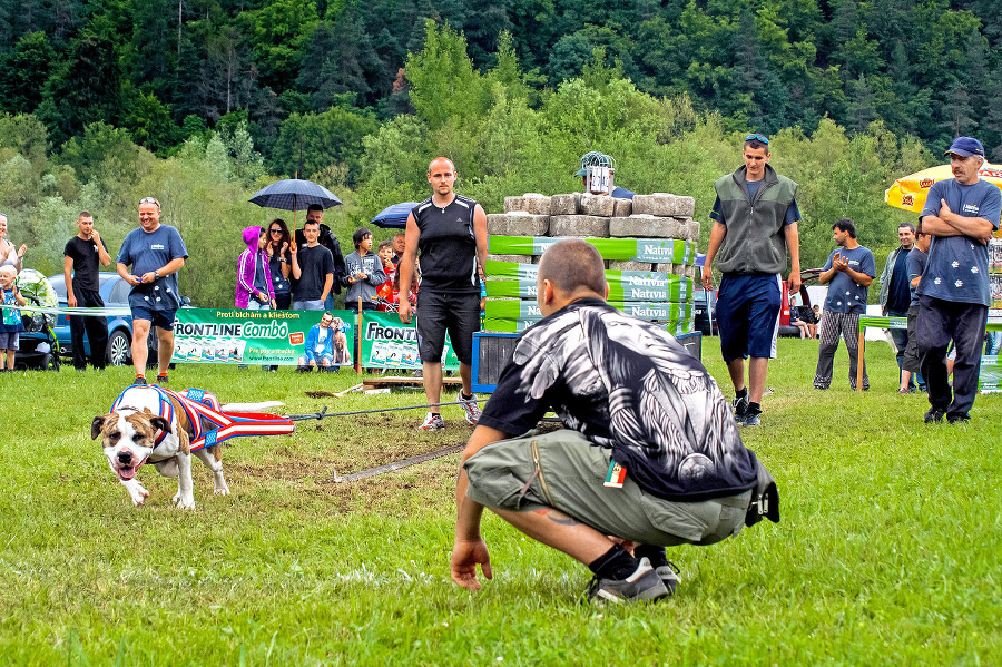 Bandog Likan ťahá rekordnú