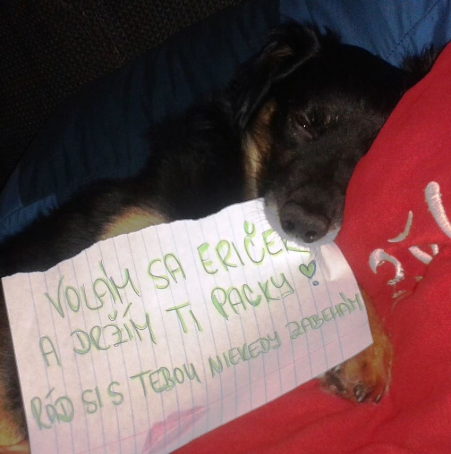 Útulku chodili povzbudivé odkazy od psičkárov.