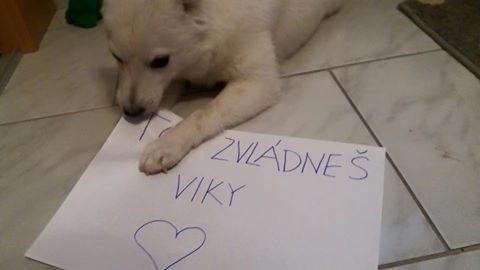 Útulku chodili povzbudivé odkazy.