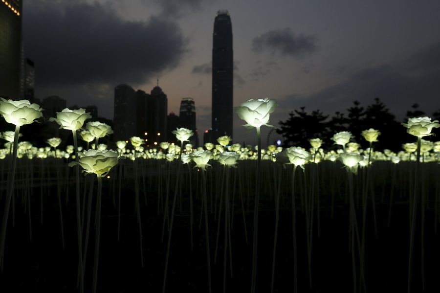 Hongkong zdobia tisíce ruží.