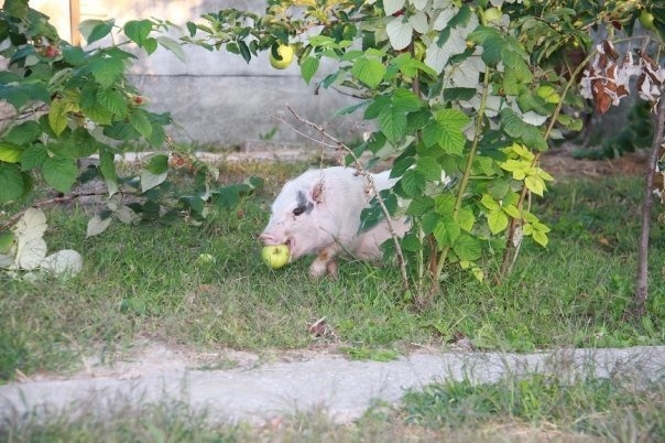 Upratovanie pod jabloňou.