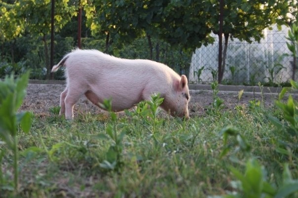 Boženkina záhradka je poriadne