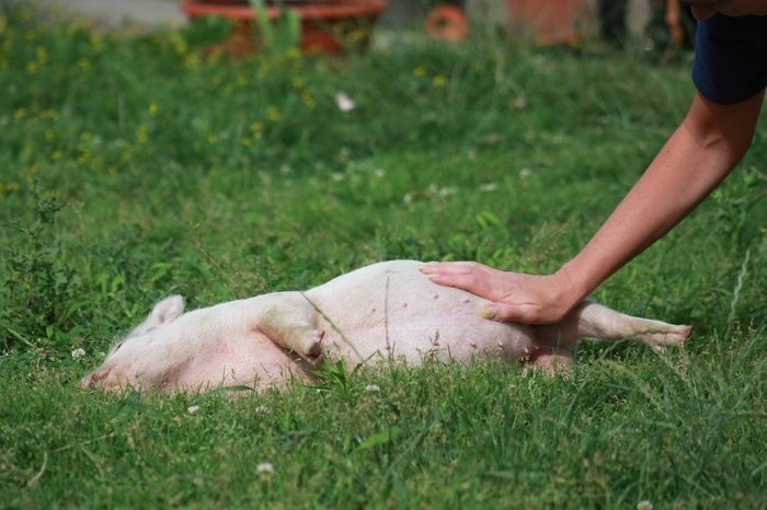 Miluje hladkanie a škrabkanie.