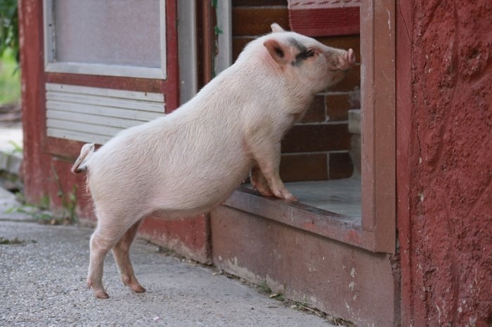 Aj keď je Boženka