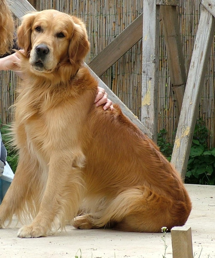 Krívajúci retriever Dunčo sa