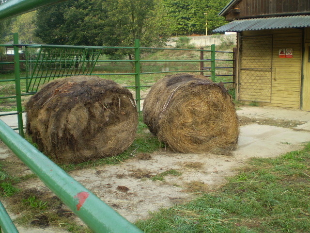 Plesnivé seno v košickej