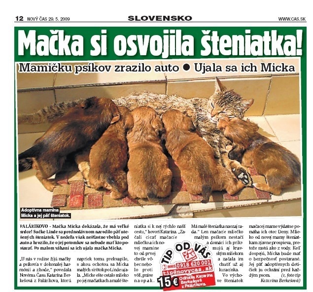 Mačka si osvojila šteniatka