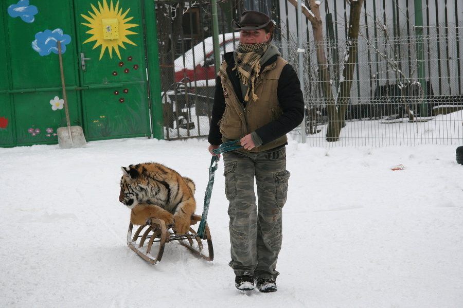 Utiahnuť 50-kilového tigra dá