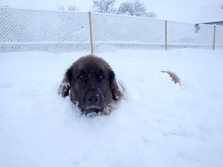 Leonberger sa po hre