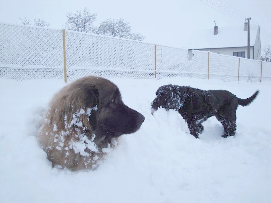 Leonberger sa po hre