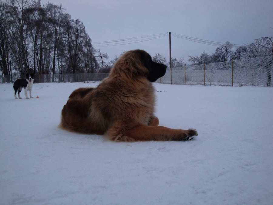 Leonberger sa po hre