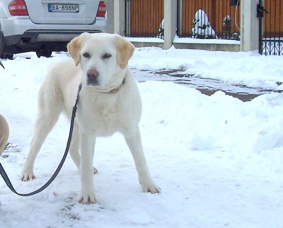 7-mesačná labradorka Aida sa