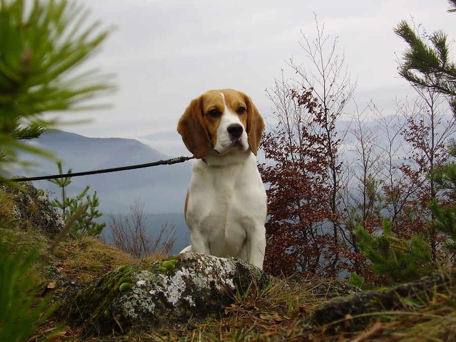 Beagle Teo sa stratil