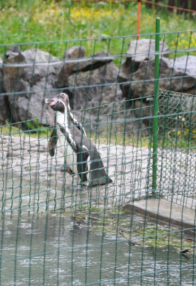 Tučniaky v košickej zoo.