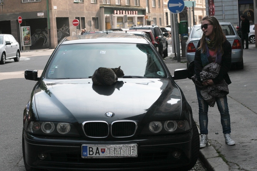 Bratislavskej cicuške sa najlepšie