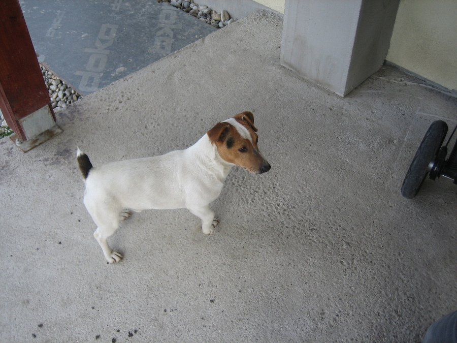 Jack Russel Teriér sa