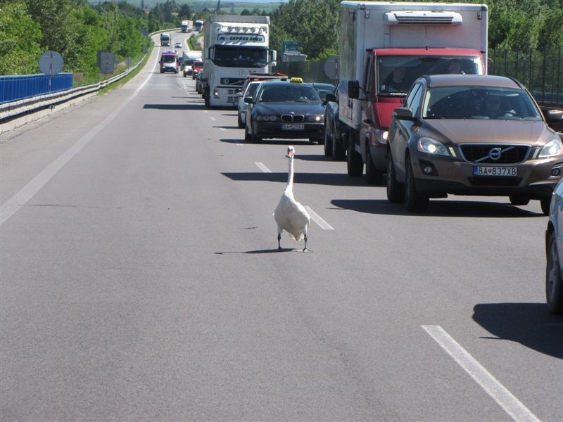 Labuť ochromila dopravu na