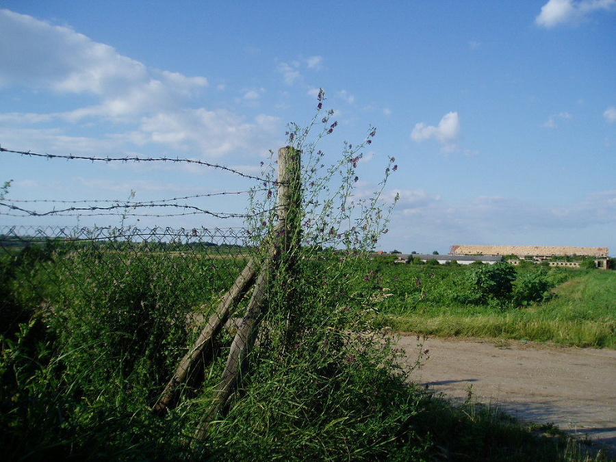 Obrovská ďatelina meria presne