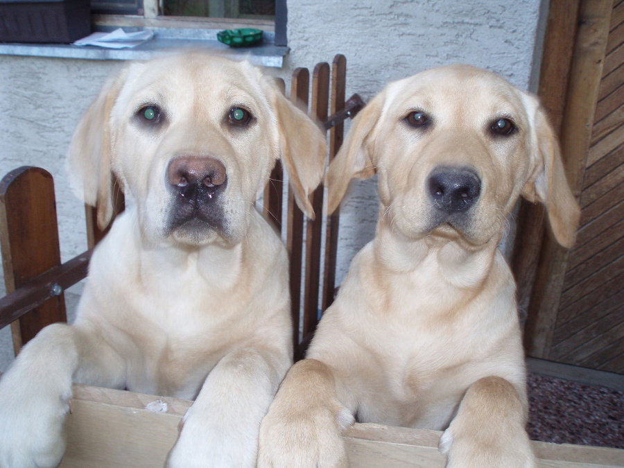 Dve fenky labradorského retrievera