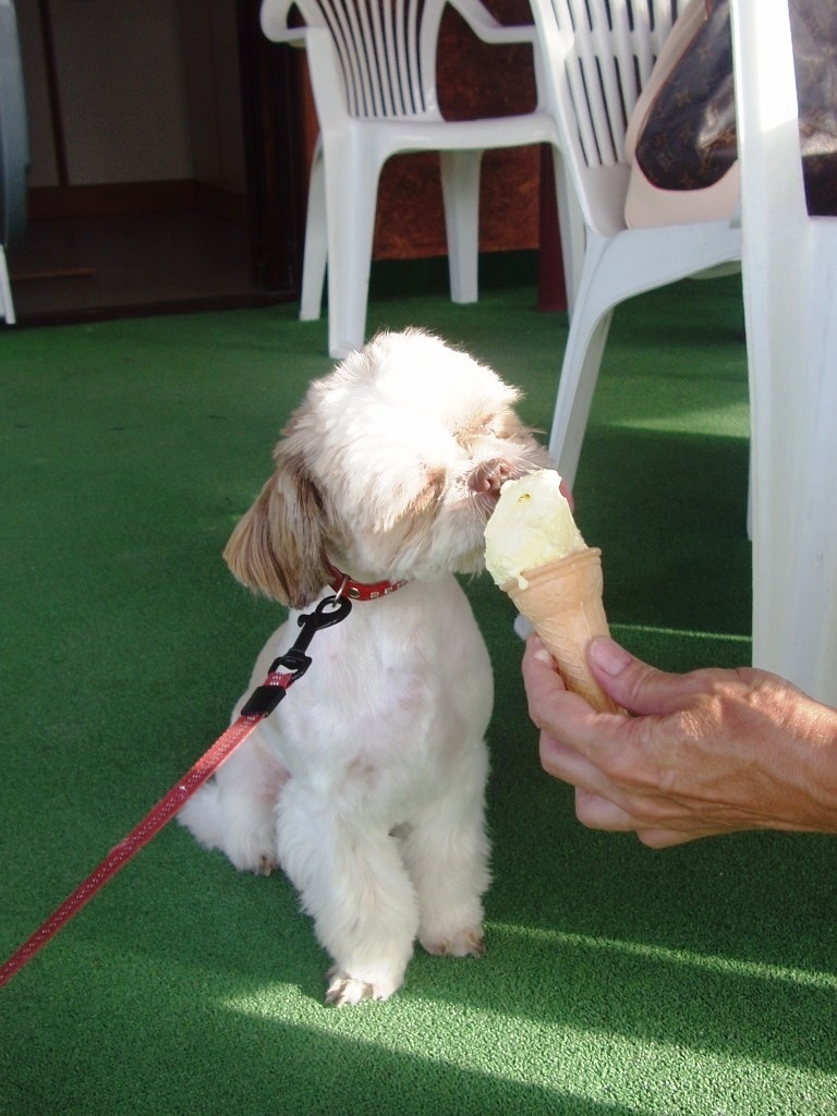 Puppy miluje vanilkovú zmrzlinu.