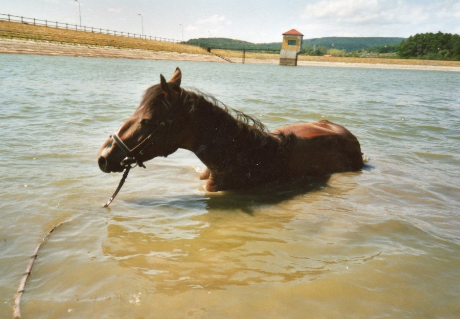 Kúpanie koní v Kučišdorfskej