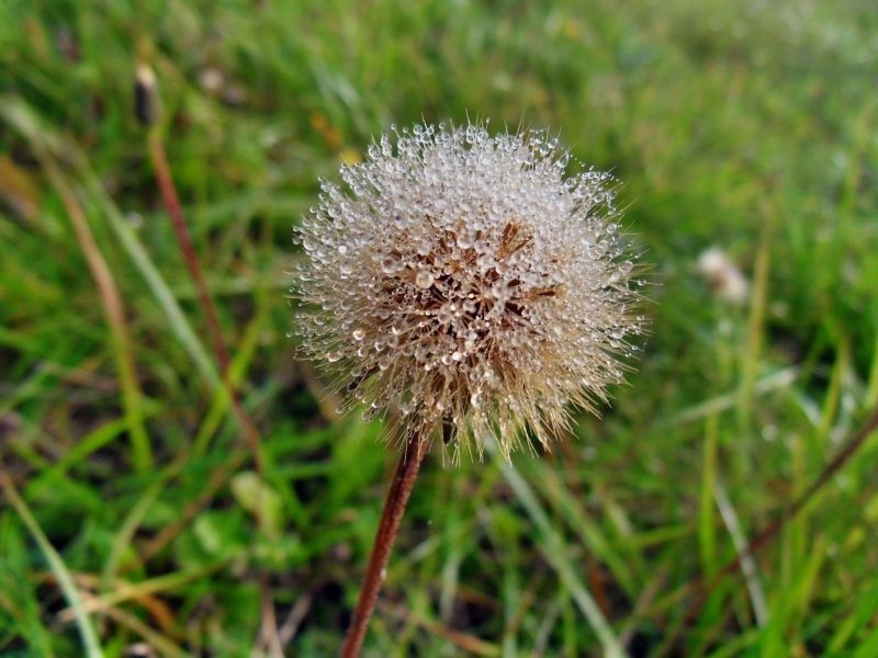 Jemná pavučina ozdobuje usychajúce